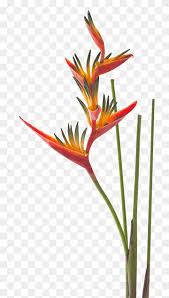 La belleza de estas plantas ha ocasionado que muchas personas crean que es difícil cultivarlas pero por el contrario esta planta es muy agradecida y pese. Ilustracion De Flores Amarillas Strelitzia Reginae Planta De Ave Del Paraiso Garras De Langosta Paraiso Animales Hoja Tallo De La Planta Png Pngwing