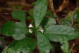 Image result for Sclerochiton vogelii