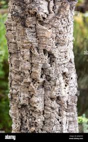 Image result for Quercus suber