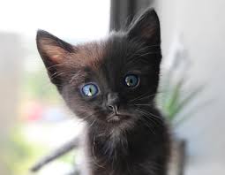 Cat names inspired by famous movie mice. 18 Funny Cat Names For Females Inspired By Movies Pethelpful