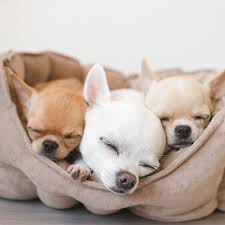 The chihuahua dog is as small as it gets. 4 Things To Know About Chihuahua Puppies Greenfield Puppies