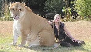 Kedi Ailesinin En Buyuk Uyesi Liger Ile Tanisin Yasak Askin Meyvesi Hadibeh Com Nadide Hayvanlar Buyuk Kediler Cok Sirin Hayvanlar