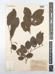 Image result for Bivinia jalbertii