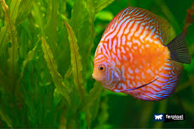 You can trust in the excellent quality of discus we import for you will be in superb health before they ship to your door. Aquarium Fish The Most Popular Species