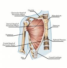 Muscles of the chest enable us to lift, extend, and rotate our arms, along with playing a part in the process of respiration. How To Develop A Man S Pectorals With Strength Training Exercises Breaking Muscle