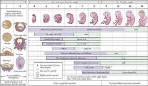 embryology timeline fetal development by trimester and