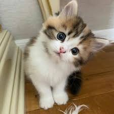 What A Sweet Face In 2020 Cats And Kittens Cute Animals Cuddly Animals