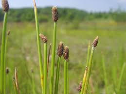 Image result for Eleocharis naumanniana