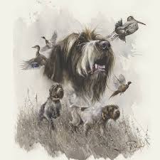 Image result for griffon korthalsův