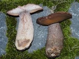 Image result for Sutorius eximius