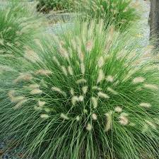 Federborstengras Hameln Garten Pflanzen Pflanzen Garten Und Outdoor