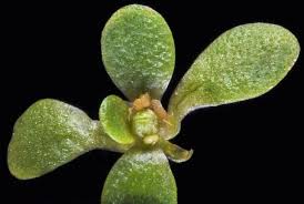 Image result for Callitriche