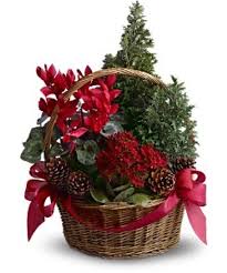 Miniature Live Christmas Trees Make This Basket A Gift That Will Really Grow On Whoever With Images Christmas Flowers Christmas Flower Arrangements Christmas Arrangements