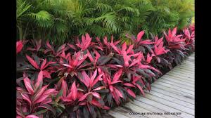 The hawaiian ti plant is a beautiful tropical plant that can be easily propagated , especially in heidi's yard, zone 10a. Learn Cordyline Fruticosa Growing And Care Plantcaretoday