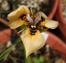 Image result for Moraea clavata