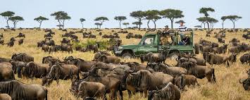 Serengeti Wildebeest Migration Safari