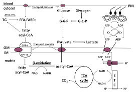 (1998) the relationship between repeated sprint ability and the aerobic and anaerobic energy systems. Regulation Of Fat Metabolism During Exercise