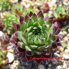 We did not find results for: Jovibarba Hirta Matunai Illustrated Succulents