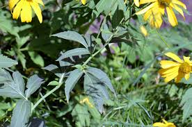 Image result for Rudbeckia laciniata