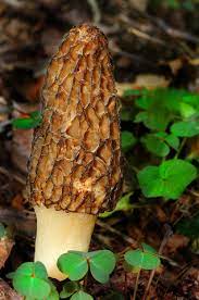 Hope you enjoy the site! West Virginia Poison Center Warns Against Wild Mushrooms Snake Bites Wowk 13 News