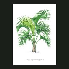 Image result for Howea