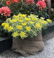 200+ vectors, stock photos & psd files. Get The Best From Your Sedum Atlantis Suttons Gardening Grow How