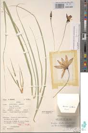 Image result for Xerophyta scabrida