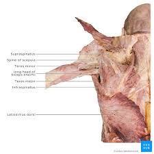 Deltoid is the principle abductor of the arm but due to poor mechanical advantage it cannot initiate this action; Dislocated Shoulder Causes Types Symptoms Diagnosis Kenhub