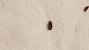 Food Pantry Weevil