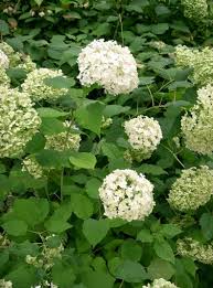 Why Are My Hydrangeas Not Blooming Hydrangea Not Blooming Smooth Hydrangea Hydrangea Arborescens