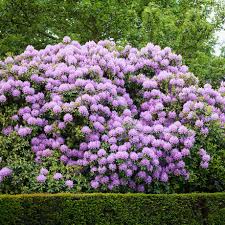 Image result for Rhododendron