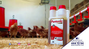 Tavuklarin Vitamin Ihtiyacini Karsilayan Pantonic Royal Ilac Youtube