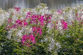 Image result for Cleome densifolia