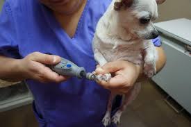 Essentially, a dremel for dog nails is like a concentrated bit of sandpaper to file down the dog's nail instead of cutting it off completely. When We Dremel Your Dog S Nails North End Veterinary Clinic