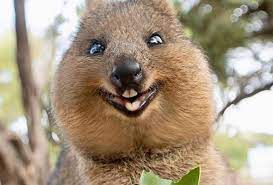 Malah, kebanyakan haiwan yang kelihatan comel dan tidak berbahaya, ia boleh menjadi ancaman kepada manusia. Lirikan Senyuman Quokka Jadikannya Haiwan Paling Gembira Di Dunia Astro Awani