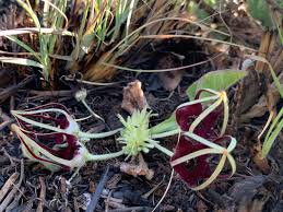 Image result for Brachystelma