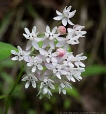 Pin On Wildflowers