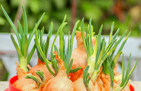 Știai că și plantele au nevoie de o hrană echilibrată? Legume De Plantat Toamna Afla Cu Ce Sa Ti Completezi Gradina