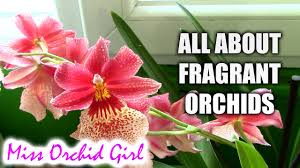 Image result for Diaphananthe odoratissima