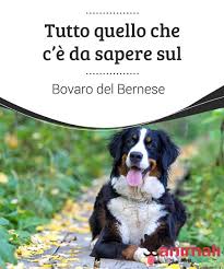 Le sue caratteristiche biologiche sono molto variabili a seconda della zona di provenienza, per le varie specie e per selezione dell'uomo. Tutto Quello Che C E Da Sapere Sul Bovaro Del Bernese I Miei Animali Bovaro Del Bernese Animali Cani