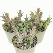 Image result for Orbea dummeri
