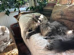 Beautiful maine coon kittens are offered to your attention. Graro Maine Coons