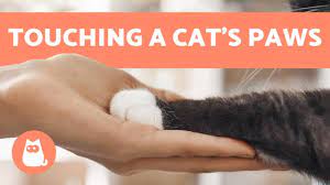 Why Don T Cats Like Their Paws To Be Touched 7 Reasons Youtube