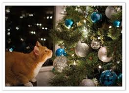 ✓ free for commercial use ✓ high quality images. Sets Of Christmas Cards For Cat Lovers Meow As Fluff