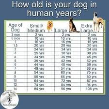 Dog To Human Age Chart Relates The Equivalent Aging Of Dogs