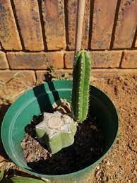 Growing cacti can be a very gratifying experience. Hi All Is There A Way For Me To Force This Cactus To Grow More Arms Not Sure If I Have The Terminology Correct There But I Hope You Get The Idea
