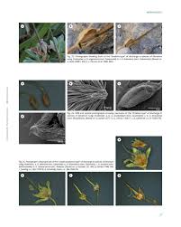 Image result for Geranium aculeolatum