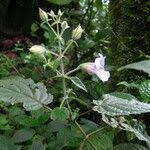 Image result for Mimulopsis