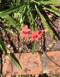 Image result for Freesia grandiflora