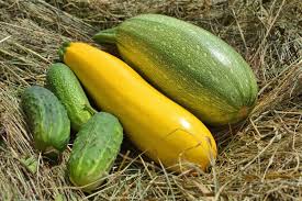 Is zucchini different than cucumber. What S The Difference Between Cucumber And Zucchini Alldifferences